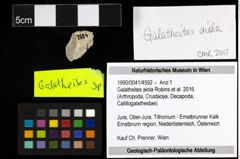 Foto (Objekt + Etiketten) von Galatheites aiola (Robins et al., 2016) 
